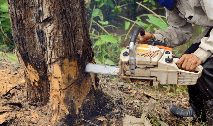 APEX Professional Tree Service
